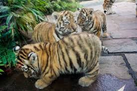 Tiger and lion cubs available