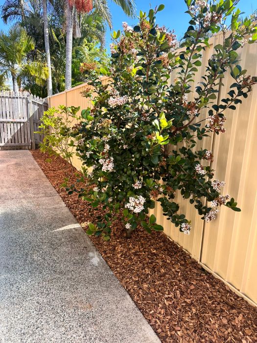 Brothers Gardenscape