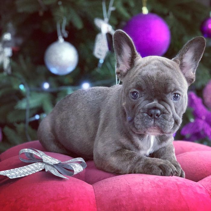 Beautiful AKC French Bulldog Puppies for Adoption