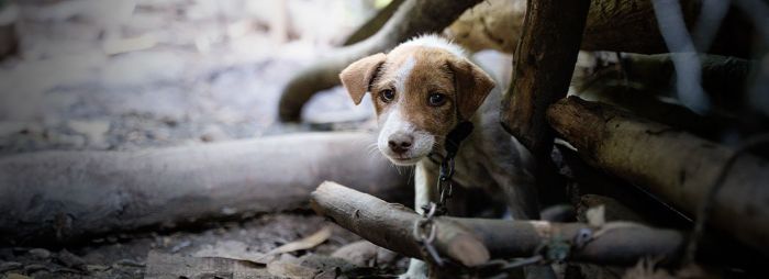 End the Dog Meat Trade Be the Voice for the Voiceless