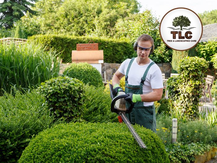 Arborist inspection service in my area TLC Tree Landscaping Care