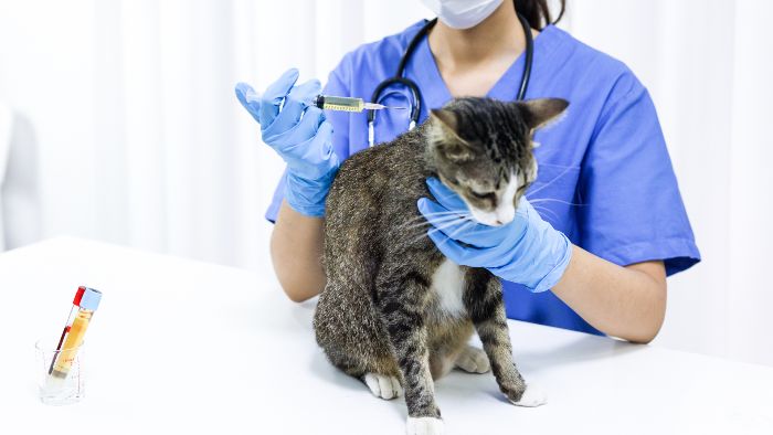 Finding an Animal Health Care Center Near You Without the Stress