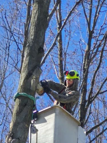 McQuillin Tree Care McQuillin Tree Care
