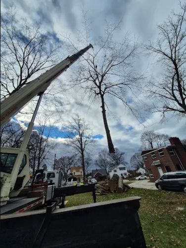 McQuillin Tree Care McQuillin Tree Care