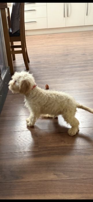 Cockapoo puppies