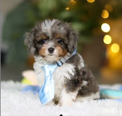 Mini Goldendoodle Puppies