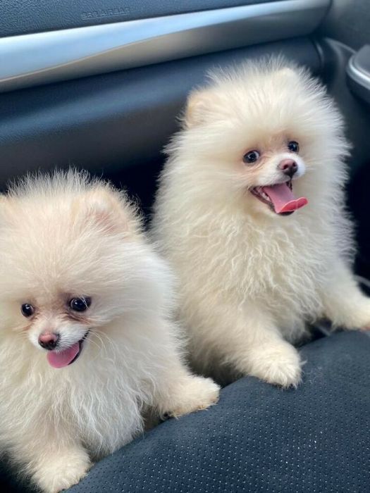 PomChiPals.com