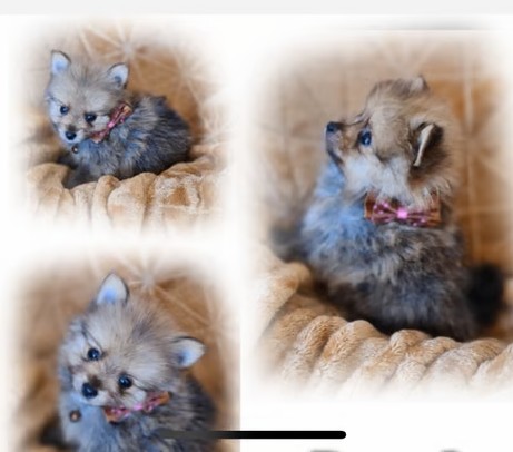 PomChiPals.com PomChiPals.com