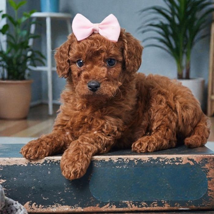 Sweet Cavapoo puppies ready to go