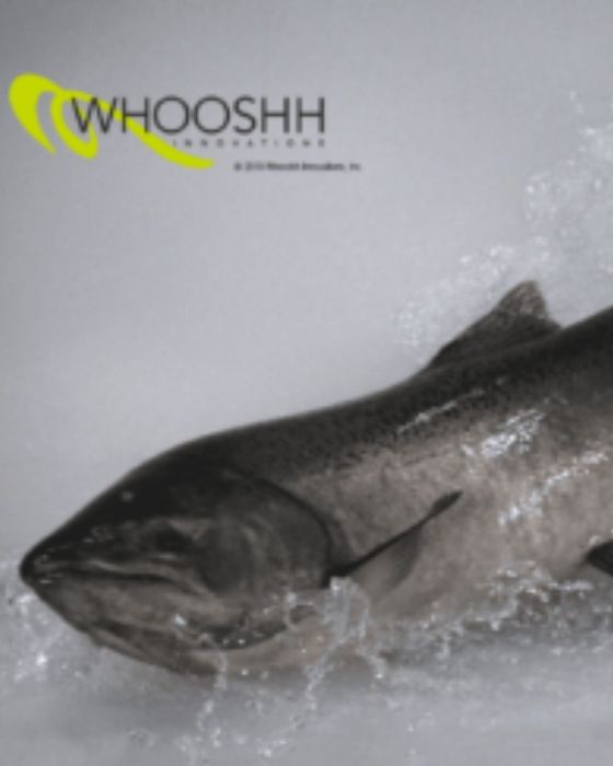 Affordable Fish Sorting Equipment