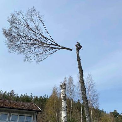 Local Tree Felling Services You Can Trust Book Now!