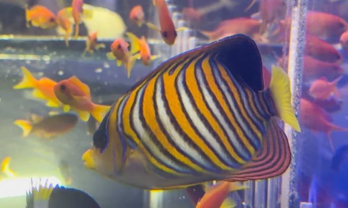 Regal Anglefish
