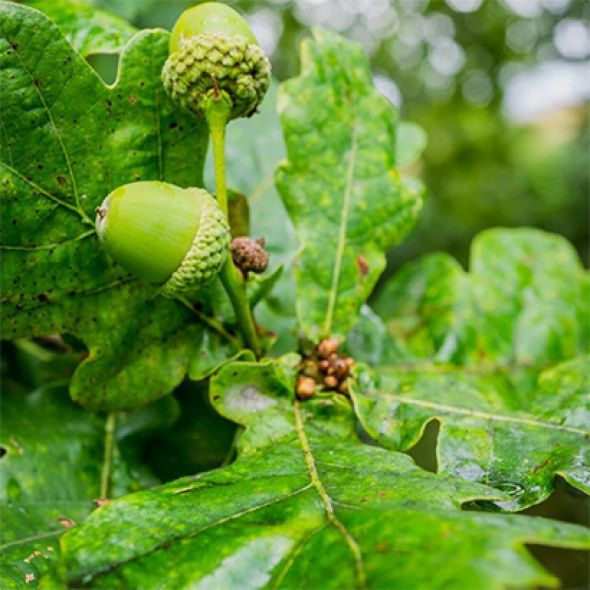 Shop Oak Trees Online Free Delivery, Planting 1Year Warranty