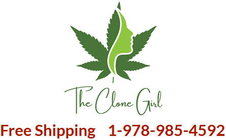 Small Batch Cannabs Clones Massachusetts Premium Local Genetics
