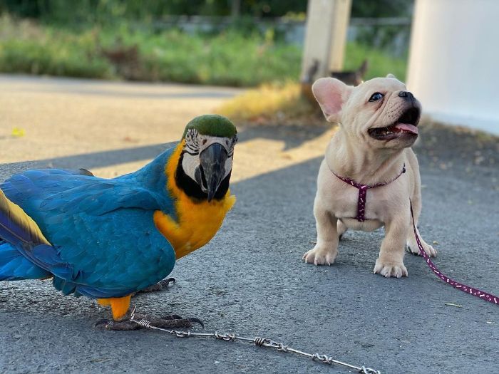Blue gold macaw birds