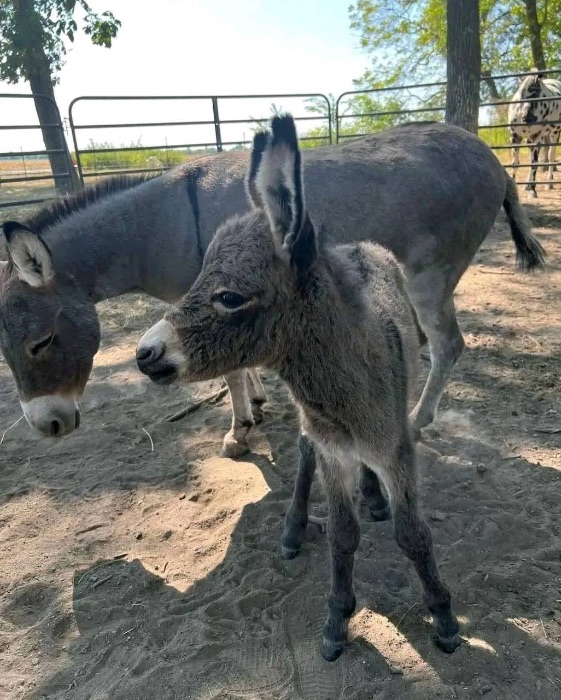Female donkey