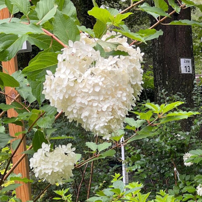 Phantom Panicle Hydrangea White Flowering Garden Shrub