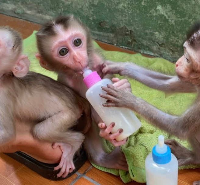 HandRaised Baby Monkey Very Affectionate