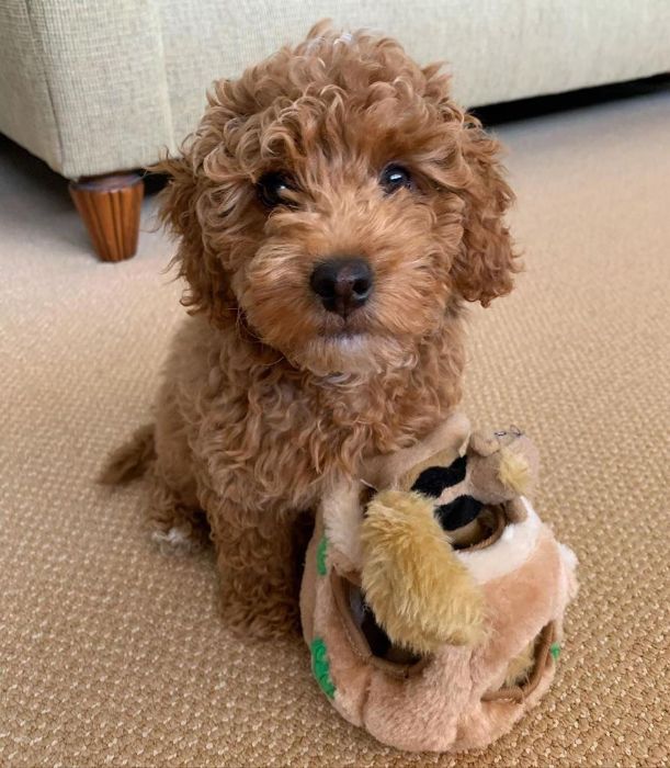 Murphy