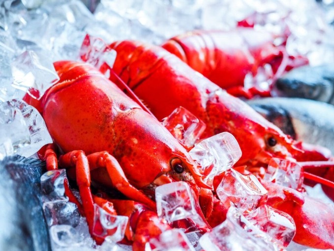 Shop Cooked Lobsters