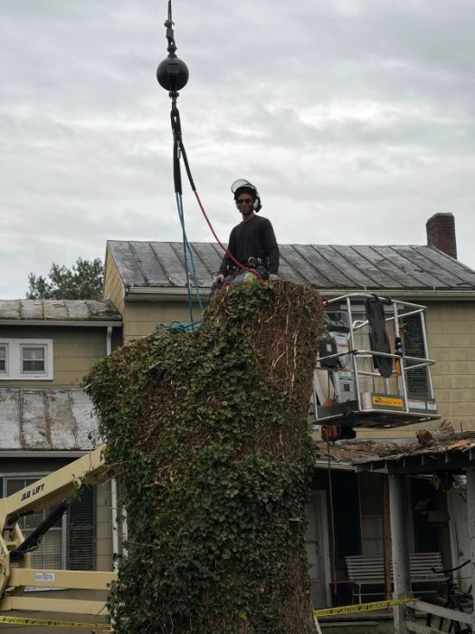 Trees Crossing LLC Tree Services Trees Crossing LLC Tree Services