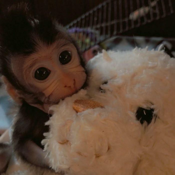 Java Macaque Monkey