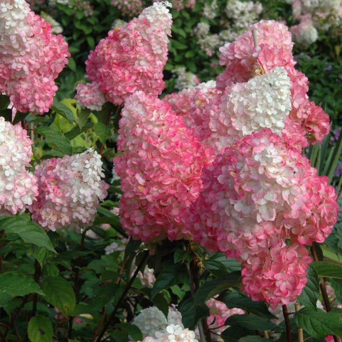 Vanilla Strawberry Hydrangea Stunning Outdoor Flowering Shrub