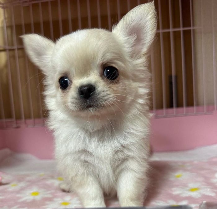 Little Bright puppies for reehoming