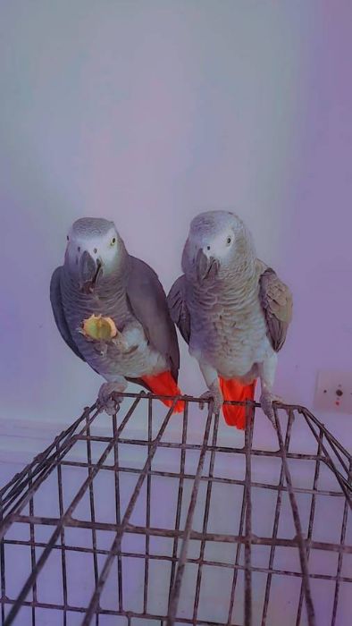 A Pair Of Congo African Grey Parrots