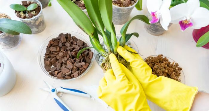Orchid Supplies for Healthy and Beautiful Plants