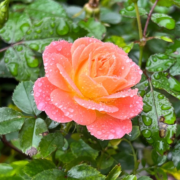 Peach Drift Rose Beautiful Low Growing Flowering Shrub