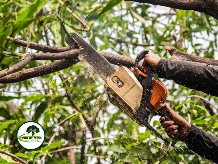 Cheap tree trimming services True Gen Tree Service LLC Cheap tree trimming services True Gen Tree Service LLC