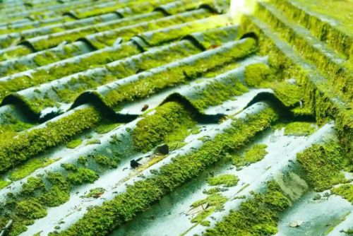 Roof Cleaning Adelaide