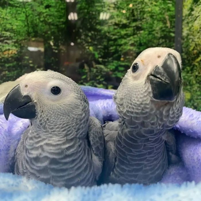 African Grey Parrots Available