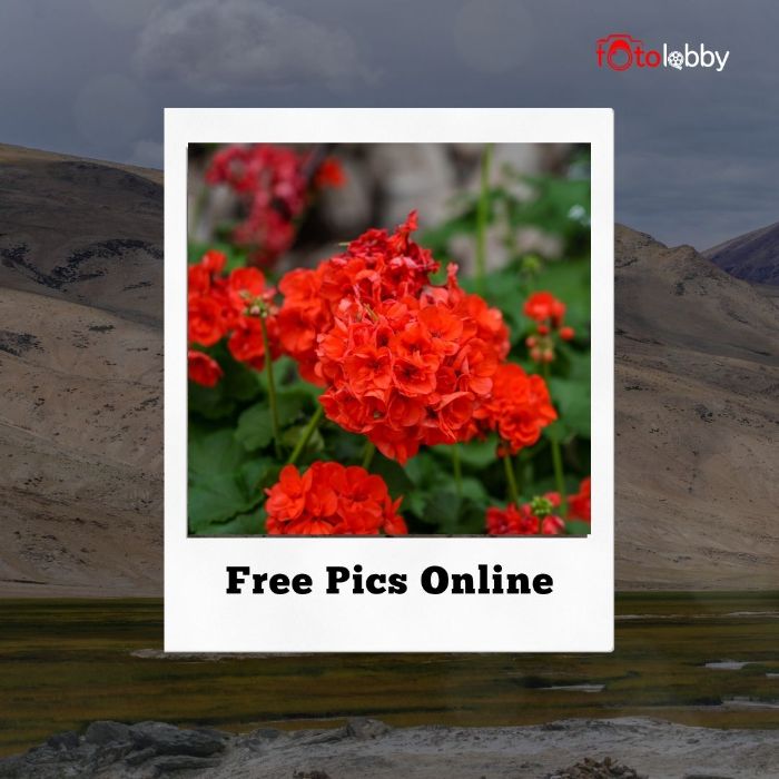 Free Pics Online