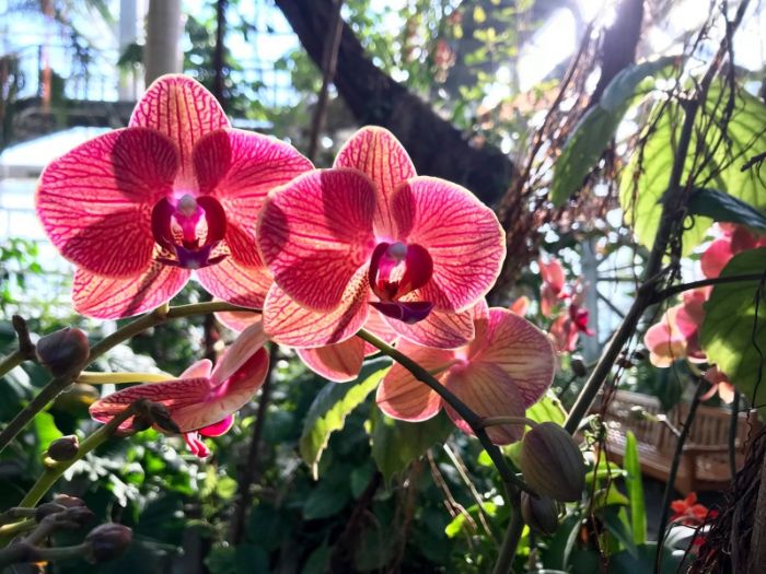 Orchid Care Guide for Beginners American Orchid Society