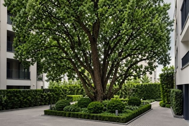 Big Trees, Small Spaces? No Problem