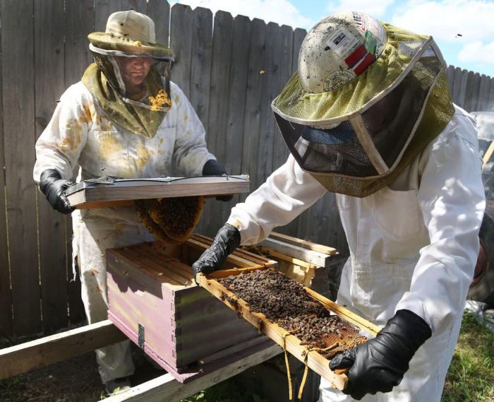 Humane Bee Removal