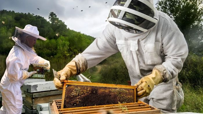 Humane Bee Removal