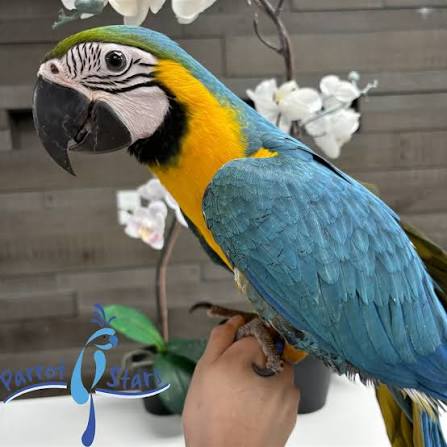 Parrots for sale macaws.