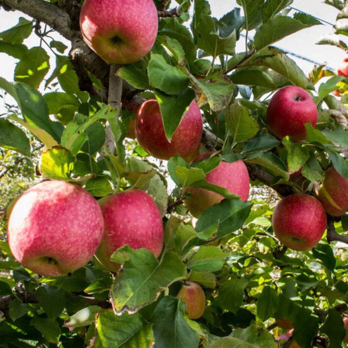 Pink Lady Apple Tree Fresh Tasty Fruit Tree for Your Garden