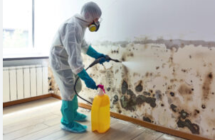 Professional Basement Mold Removal Services