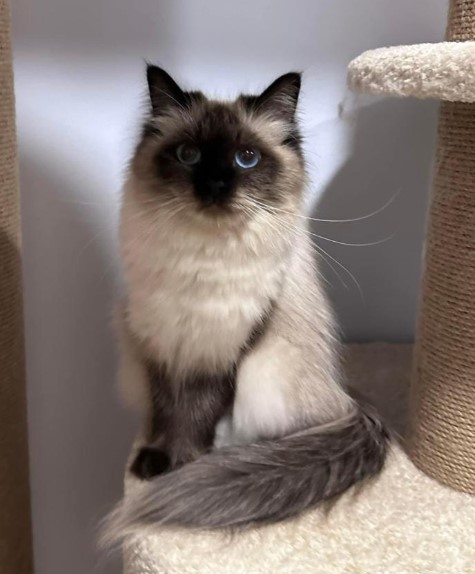 About Dakota Best Siberian Kitten Breeders.