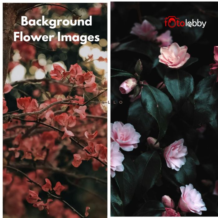 Background Flower Images