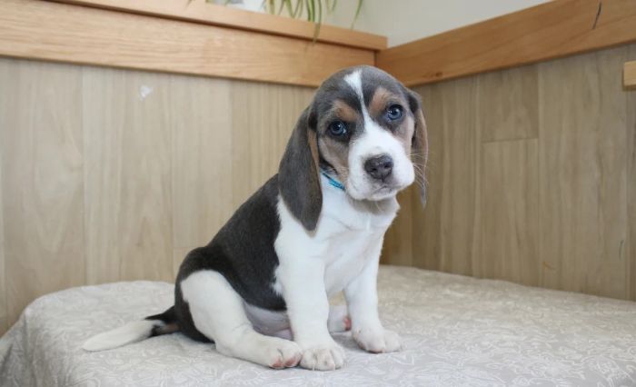 Beagle puppies, ready now.