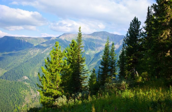 Explore Fun Things to Do in Evergreen CO This Weekend!