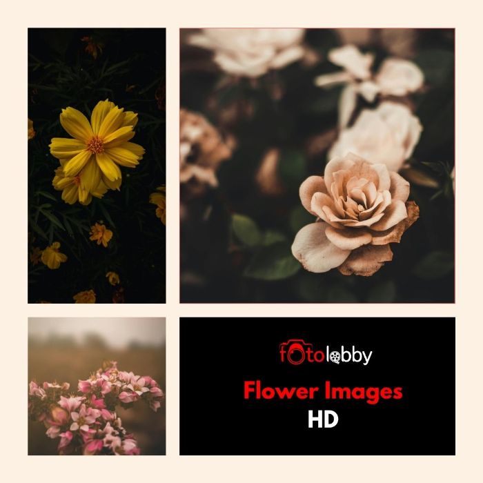 Flower Images HD