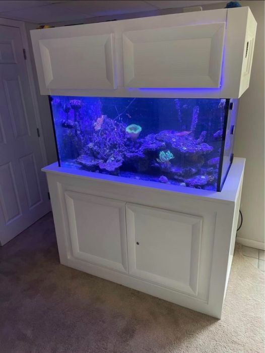 Free tank and fish