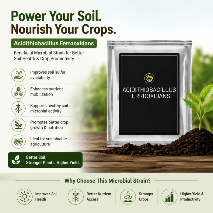 Need Better Sulfur Availability in Soil? Order Acidithiobacillus Ferrooxidans Today