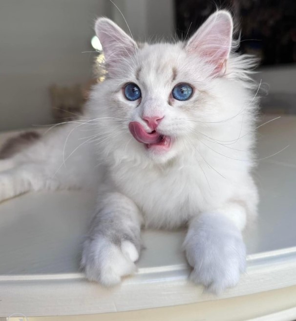 Reputable Siberian Breeders About Becky